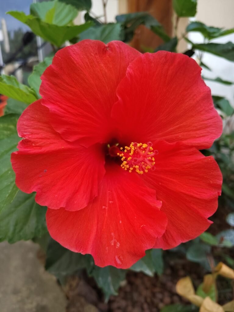 Banho de Hibisco: Para que serve, benefícios espirituais e como fazer Flor de hibisco vermelho